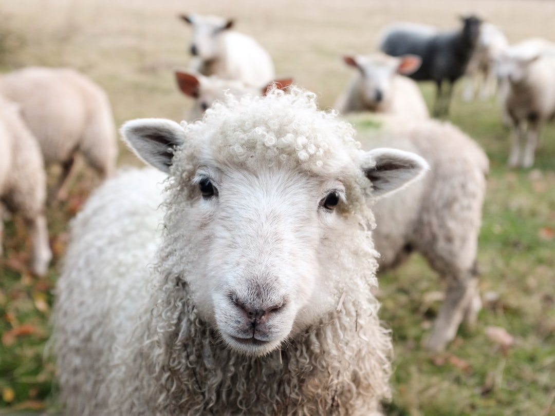 Photo wool